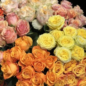 Bouquet de Roses en couleur